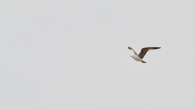 Zeemeeuw die over de oceaan vliegt in een donkere lucht van een bewolkte dag