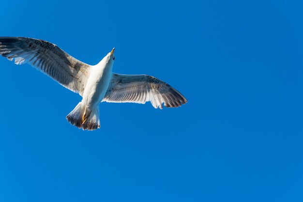 Zeemeeuw die tegen de blauwe hemel vliegt