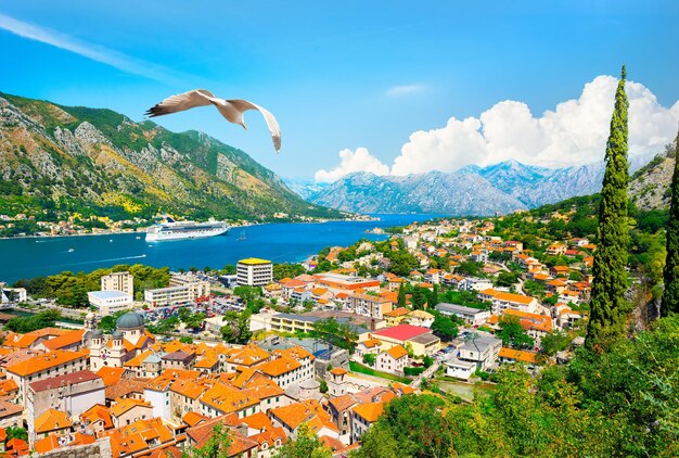 Zeemeeuw en baai van Kotor