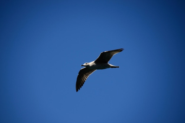 Zeemeeuw en blauwe lucht