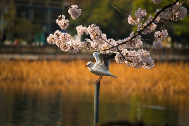 zeemeeuw en japan sakura kersenbloesem