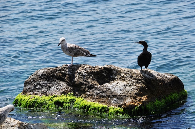 Zeemeeuw en zee-eend op een grote steen. Vogels op de achtergrond van zeegolven.