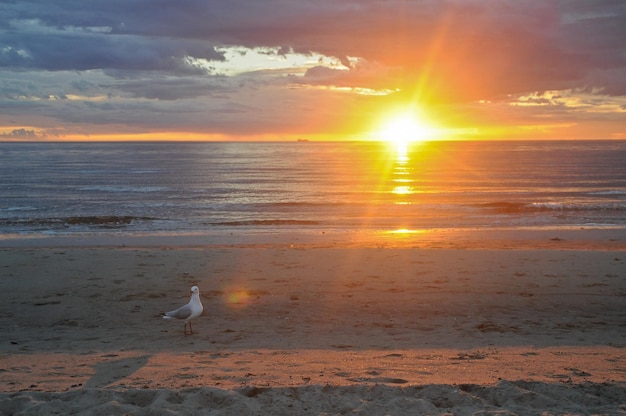 Zeemeeuw en zonsondergang op het strand