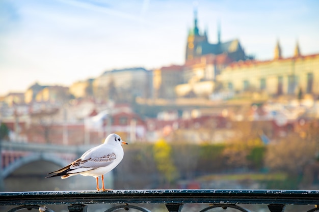 Zeemeeuw het chiling onder het kasteel van Praag, zonsonderganghemel en rivier Vltava in Praag, Tsjechische republiek