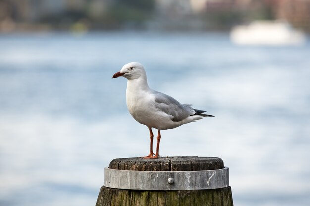 Zeemeeuw in Sydney Harbour