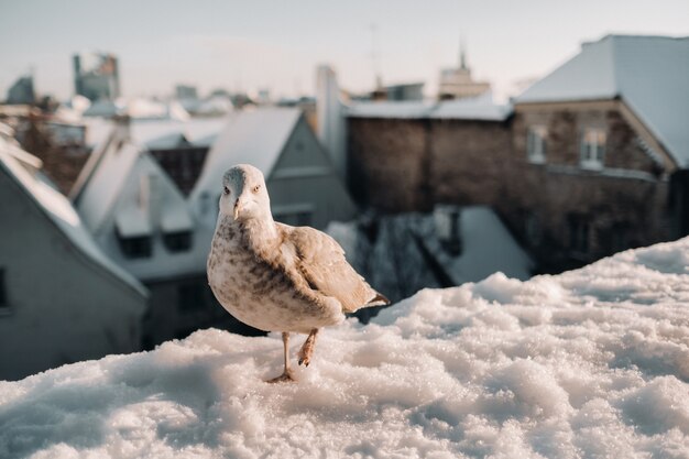 Zeemeeuw met de winter Tallinn op de achtergrond, Estland