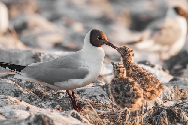 zeemeeuw met schattige kleine kuikens in het nest