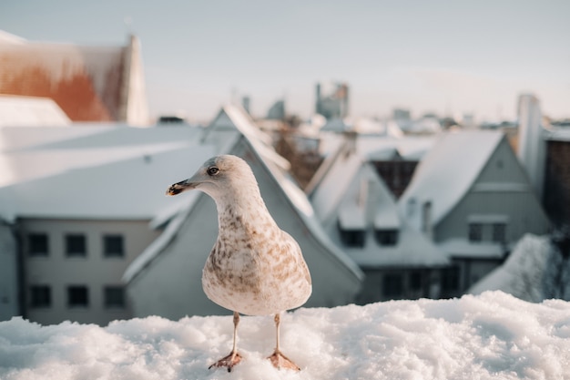 Zeemeeuw met winter Tallinn op de achtergrond, Estonia