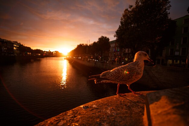 Foto zeemeeuw naast de rivier tijdens een zonsondergang in dublin