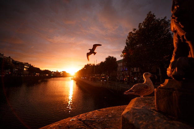 Foto zeemeeuw naast de rivier tijdens een zonsondergang in dublin