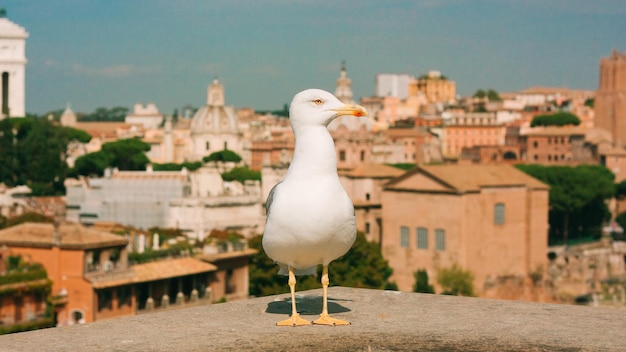 Zeemeeuw op de achtergrond van Rome