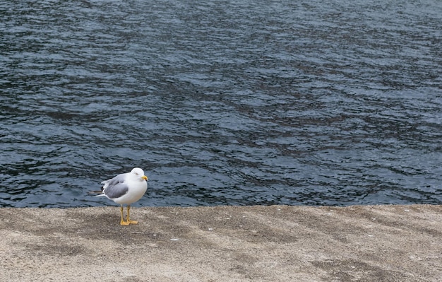 Zeemeeuw op de grond met de zee erachter