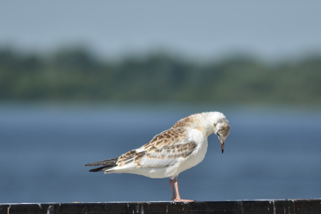 Zeemeeuw op de oever van de wolga