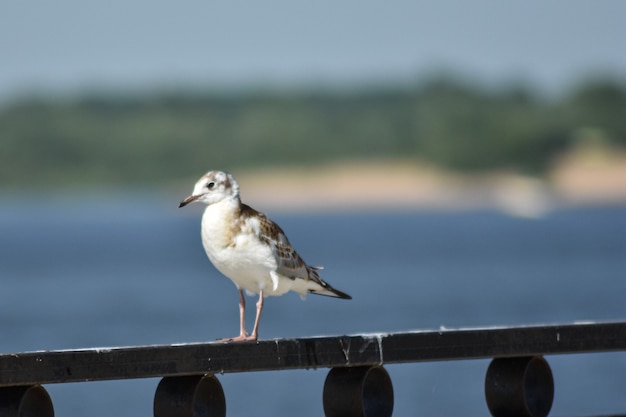 Zeemeeuw op de oever van de wolga