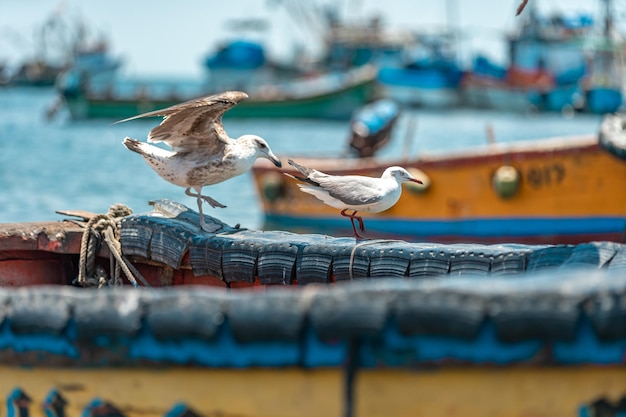 Zeemeeuw op een vissersboot in de oceaan