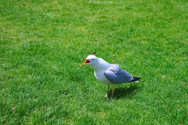 Zeemeeuw op het gras in Niagara Park bij Niagara Falls van het Amerikaanse deel.