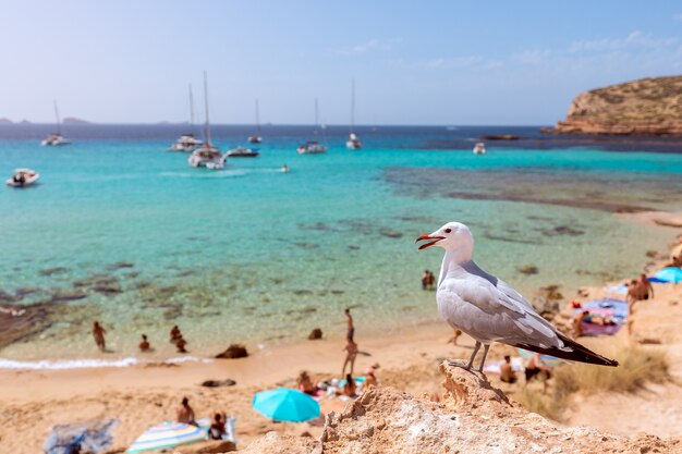 Zeemeeuw op het strand Cala Escondida