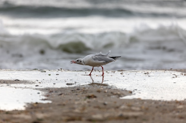 Zeemeeuw op het strand tijdens de vlucht