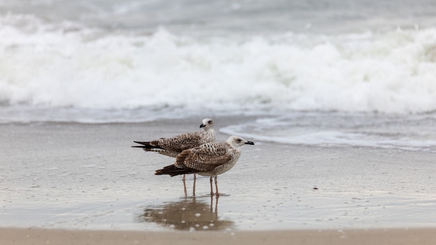 Zeemeeuw op het strand tijdens de vlucht