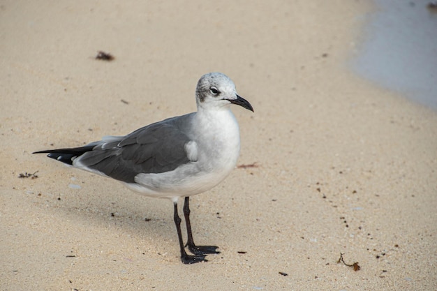 Zeemeeuw op het strand