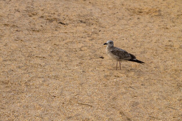 Zeemeeuw op het zandstrand