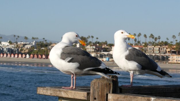 Zeemeeuw op houten pierrelingsvogel close-up in huizen aan het strand van Californië aan de oceaan