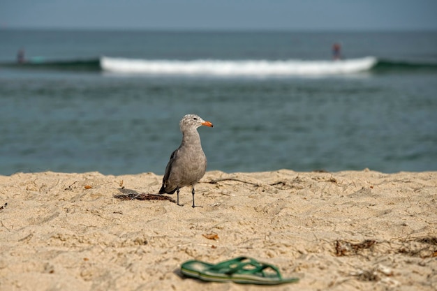 Zeemeeuw op zandstrand