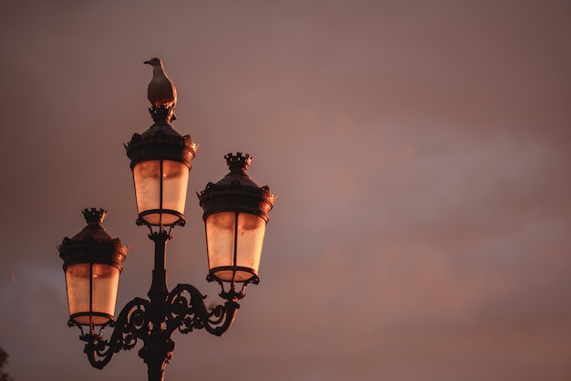 Zeemeeuw over een straatlantaarn tijdens een zonsondergang in Dublin