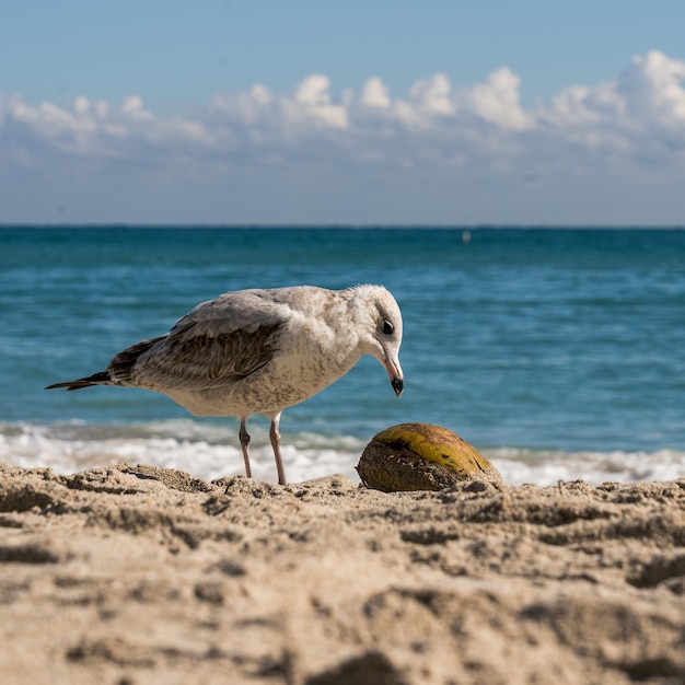 Zeemeeuw pikt naar een kokosnoot voor eten op het strand