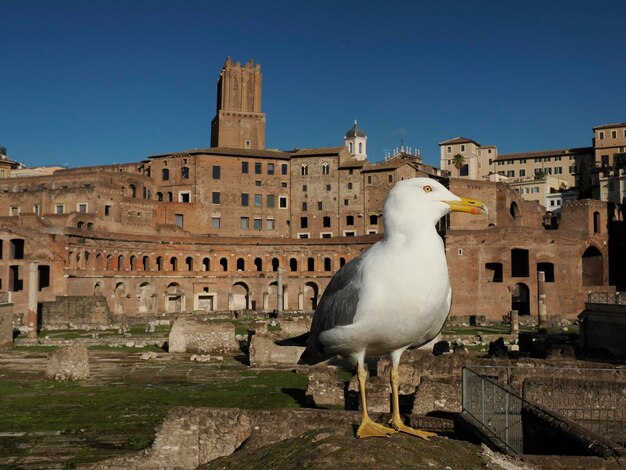 zeemeeuw portret op fori imperiali rome gebouwen op loopbrug bekijken keizerlijke fora
