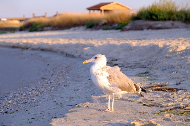 Zeemeeuw schreden op zandstrand