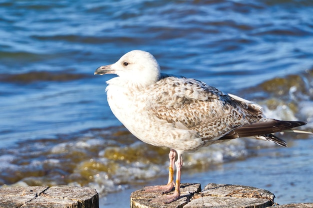 Zeemeeuw staat op een krib die uitsteekt in de Oostzee in de zee Zonsondergang