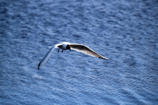Zeemeeuw tijdens de vlucht met uitgespreide vleugels tegen de achtergrond van water