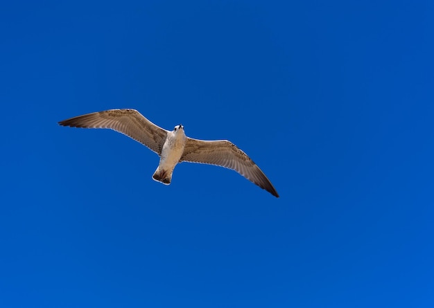 Zeemeeuw tijdens de vlucht tegen de blauwe lucht