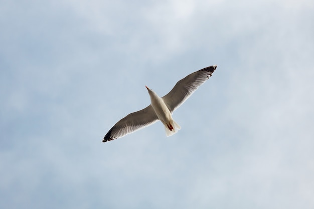 Zeemeeuw tijdens de vlucht