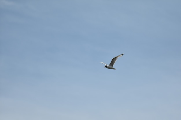 zeemeeuw vliegt door de blauwe lucht