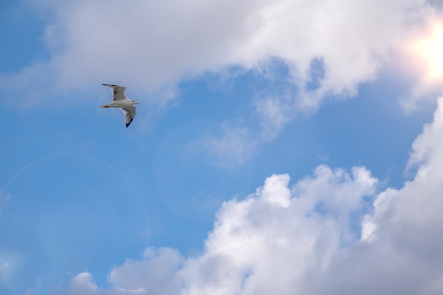 Zeemeeuw vliegt tegen de blauwe bewolkte hemel mooie witte eenzame zeemeeuw vliegt Foto van vogel op lucht