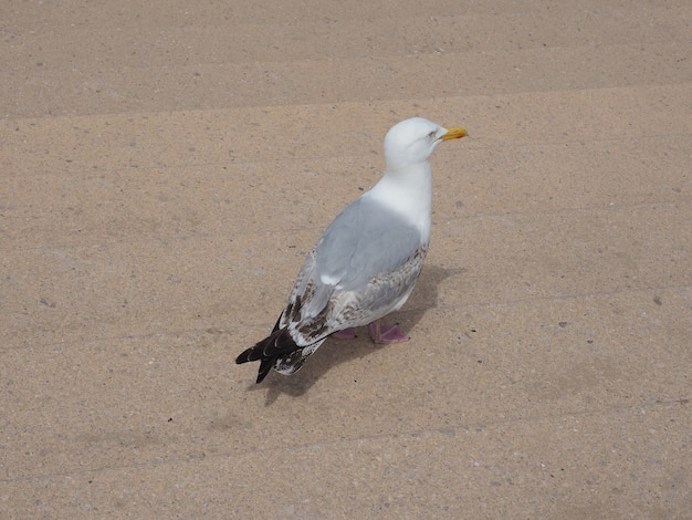 Zeemeeuw vogel dier