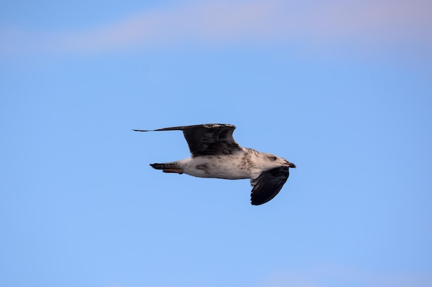 Zeemeeuw Watervogel Dier