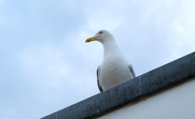 Zeemeeuw zittend op een dak van een gebouw in engeland