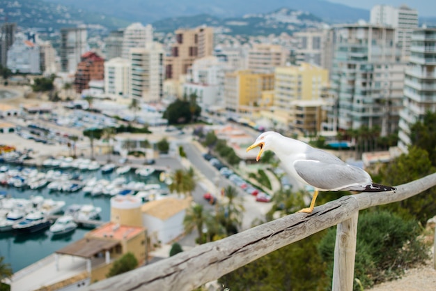 Zeemeeuw zittend op een houten paal, op de achtergrond van de prachtige stad Calpe aan de Costa Blanca, Spanje.