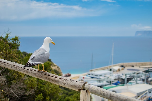 Foto zeemeeuw zittend op een houten paal op de achtergrond van de prachtige stad calpe aan de costa blanca spanje