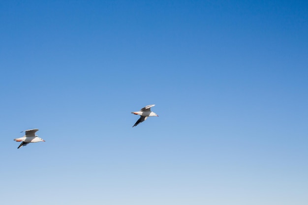 Zeemeeuw zweeft in de lucht boven de zee