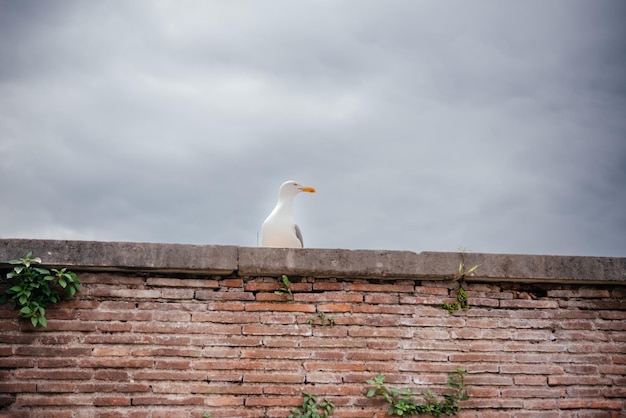 Zeemeeuwen die op een oude bakstenen muur in Rome zitten