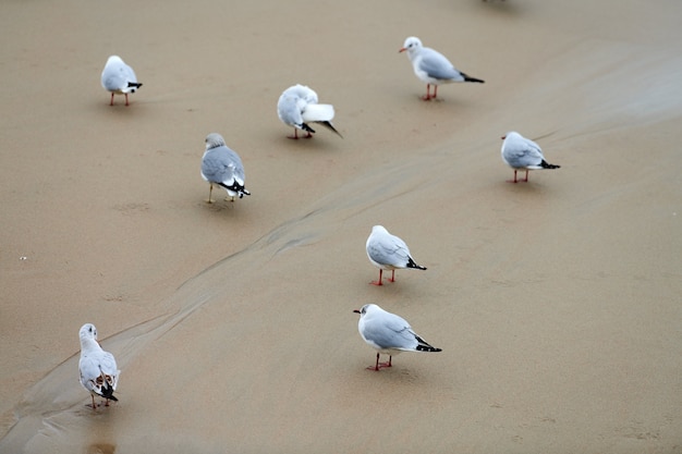 Zeemeeuwen die op kust lopen. kokmeeuwen, wandelen op het zandstrand in de buurt van de oostzee. chroicocephalus ridibundus.