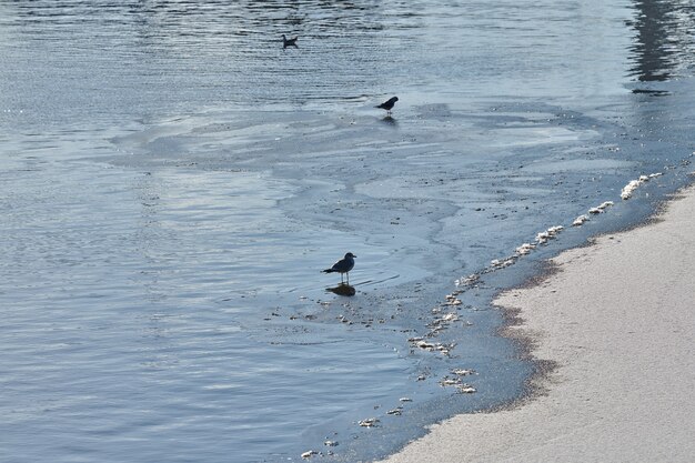 Zeemeeuwen die op kust lopen. Kudde kokmeeuwen, wandelen op zandstrand in de buurt van blauw water. Chroicocephalus ridibundus.