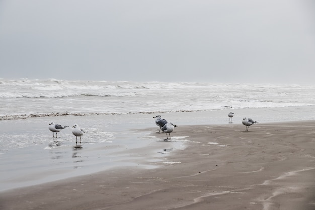 Zeemeeuwen door de oceaan