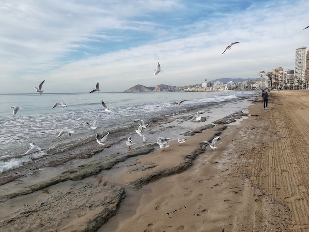 Zeemeeuwen op de kust