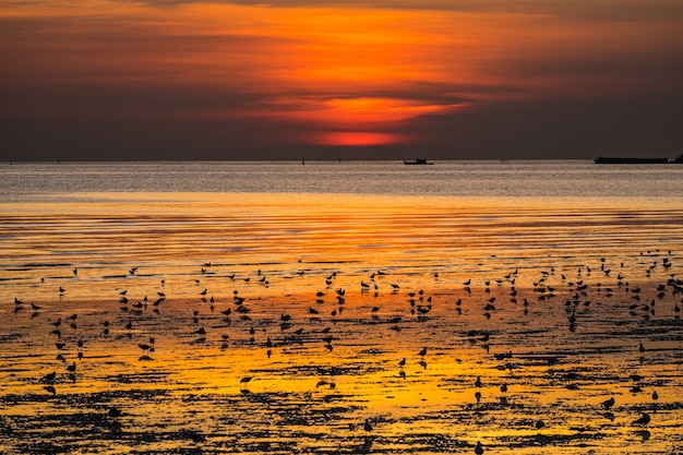 Zeemeeuwen op een deel van mangrovebos op zonsondergangachtergrond in schemeringtijd.