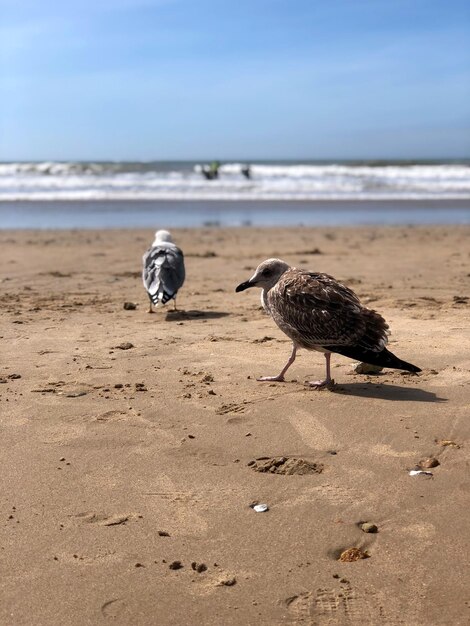 Foto zeemeeuwen op het strand